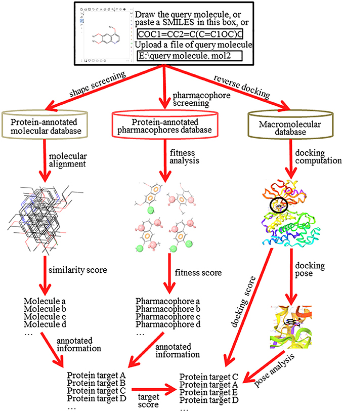 software for molecular docking a review